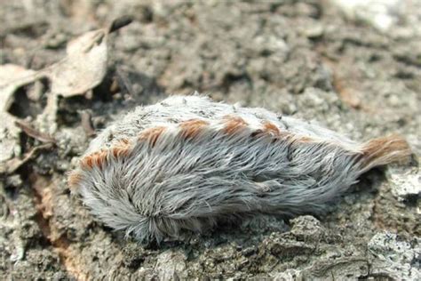 Look But Dont Touch This Caterpillar Is One Of The Most Venomous In