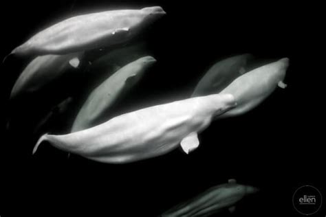 Photographing Belugas In The Wild The Whale Sanctuary Project Back