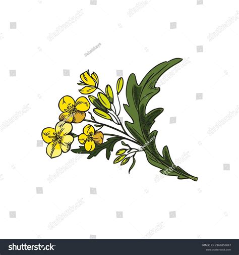 Mustard Plant Branch Yellow Flowers Hand Stock Vector Royalty Free