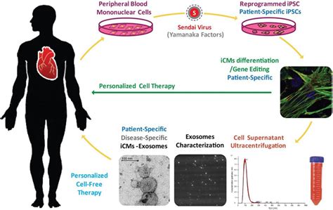 Personalized Therapy For Human Heart Diseases With The Exosomes