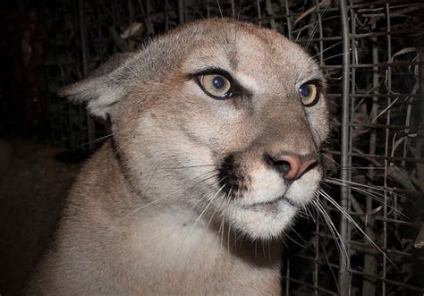 Female Mountain Lion Crosses 10 Lanes Of 101 Freeway Daily News