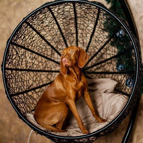 15 Interesting Facts About Vizsla Dogs Page 3 Of 5 The Dogman