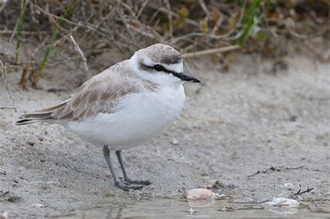 Wildlife Den South African Wildlife Photography White Fronted Plover
