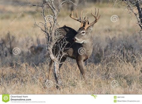 Non Typical Buck Looking For Mate Stock Photo Image