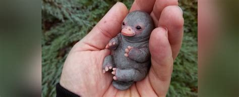 Your baby stock images are ready. That Excruciatingly Cute Viral 'Baby Platypus' Is Actually ...