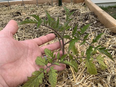 San Marzano Tomato Plant New Growth Is Green With Folded Crispy Leaf