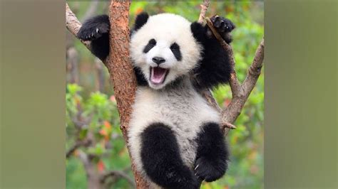 Top 10 Cute Facts About Pandas