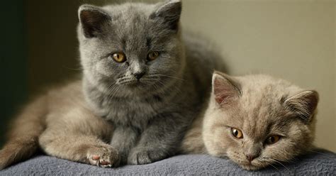 6 Purrfectly Posh Facts About British Shorthair Cats Meowingtons