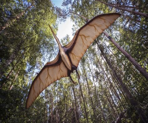 Pterossauros Os Répteis Voadores Da Era Dos Dinossauros Bio Orbis