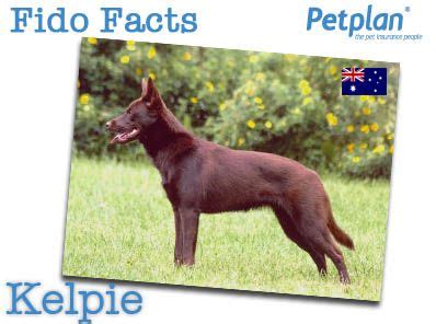 Learn more information about fido website terms and conditions. Fido Facts | Kelpie Petplan Pet Insurance #FidoFacts | Dog ...