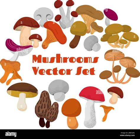 Delicacies Fresh Edible Mushrooms Vector Set Mushrooms Of Collection