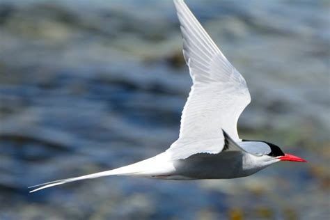 How Far Does The Arctic Tern Migrate American Oceans