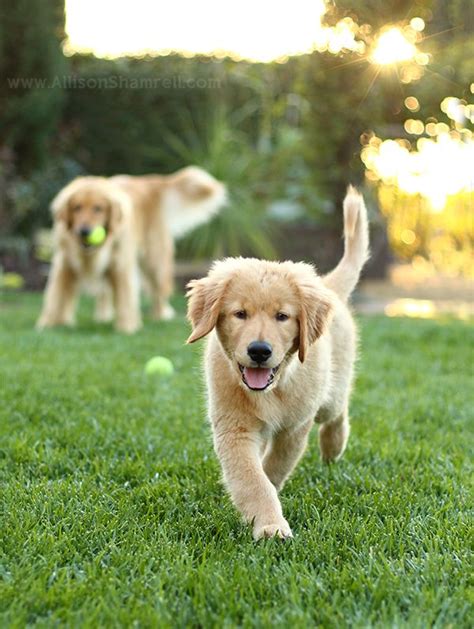 Harley A Golden Retriever Puppy And His Big Brother Hudson Cute