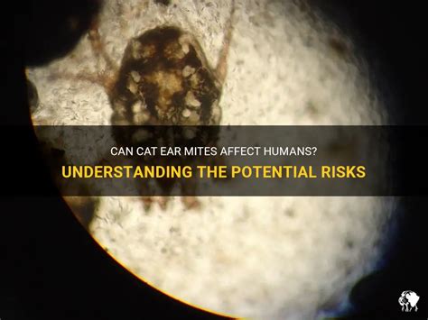 Can Cat Ear Mites Affect Humans Understanding The Potential Risks