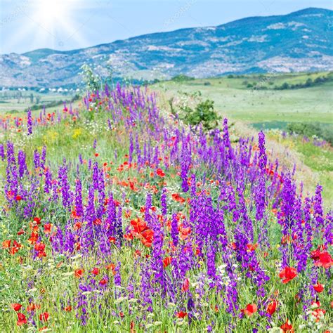 Beautiful Summer Mountain Landscape With Flowers — Stock Photo