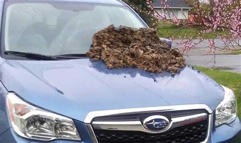 Great Dog Poop Caper Of Bellingham Leaves Mystery
