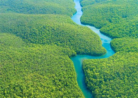 Hutan Kalimantan Mirip Dengan Hutan Amazon - berwisata