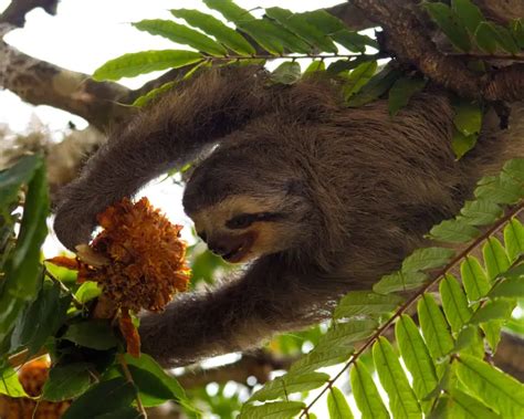 Pale Throated Three Toed Sloth Facts Diet Habitat And Pictures On