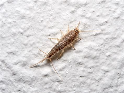 Are Silverfish Bad Know How To Prevent A Silverfish Infestation Kidadl