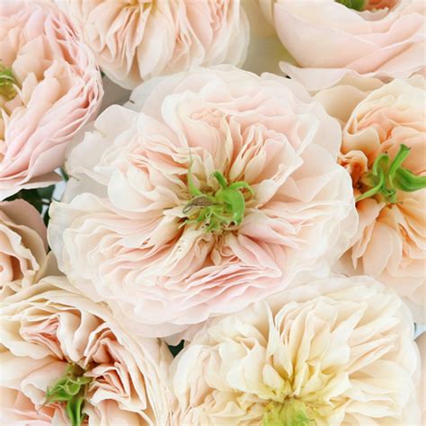 David Austin Charity Garden Rose Bulk Rose Fiftyflowers