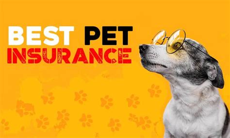 Best Pet Insurance Comparisons Iampet