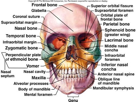 Biggest bones and body bits blitz. Week #4 Axial Skeleton, Continued. Flashcards | Easy Notecards