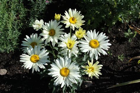 Check spelling or type a new query. Susan's In the Garden: Perennials - Shasta Daisy