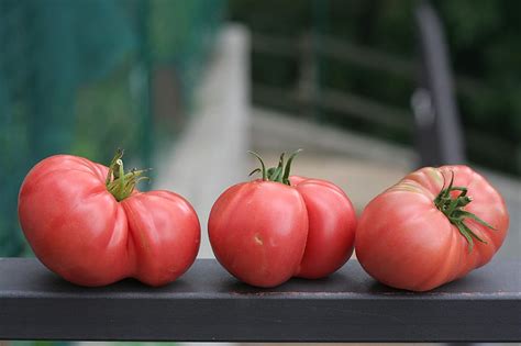 Order seeds today while supplies last. Pink Brandywine Information: How To Grow A Pink Brandywine ...