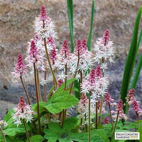 Pink Skyrocket Foamflower Tiarella Cordifolia Pink Skyrocket Is An