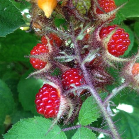Wild Wineberries Are Ripe Berries Farm Plants