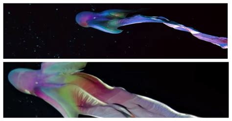 Caters news agency) read more Two Rare Rainbow-Colored Octopuses Spotted Off The Coast ...