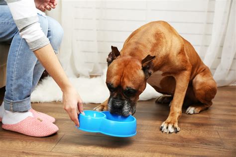 How Do You Take Care Of Your Pet Dog