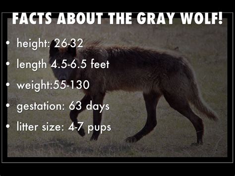 gray wolf by robinballou20