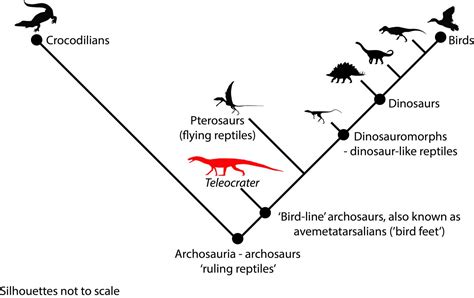 Phylogenetic Relationships Image Eurekalert Science News Releases