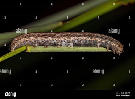 Small Moth Caterpillar Of The Order Lepidoptera Stock Photo Alamy