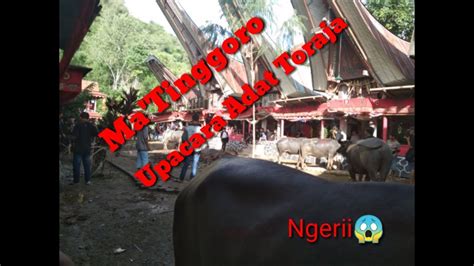 Upacara Adat Toraja Menyembelih Kerbau Ma Tinggoro Tedong Rambu Solo