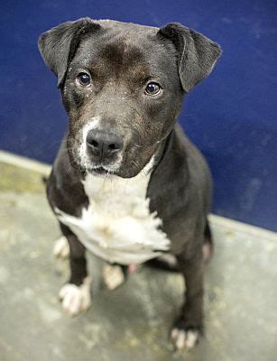 Small family breeder for 15 years on 20 acre farm in ocala, fl. Henderson, NC - Labrador Retriever. Meet BEAR a Pet for ...