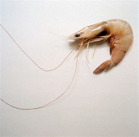 Most invertebrates have a more complex nervous system. Do Shrimp Have a Nervous System? | Sciencing