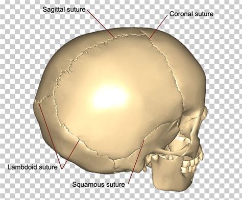 Skull Coronal Suture Squamosal Suture Sagittal Suture Bone Png Clipart