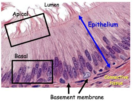 Epithelial Tissues Flashcards Quizlet