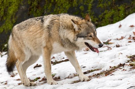 Eurasian Wolf Canis Lupus Lupus Image Only