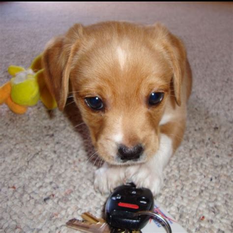 Used To Be Soo Little Corgi Pooch Adorable