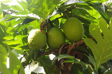 Comment manger le fruit de larbre à pain