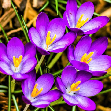 Violet Crocus Vernus Bulbs For Sale Online Flower Record Easy To