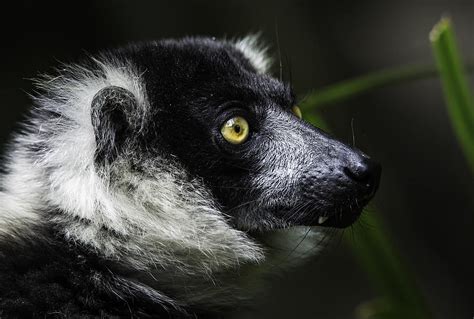 Black And White Ruffed Lemur Photograph By Levana Sietses