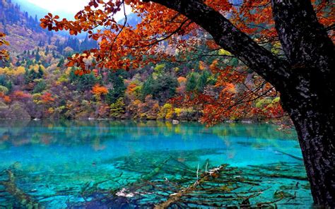 Lake With Crystal Clear Water Oak Tree With Red Leaves