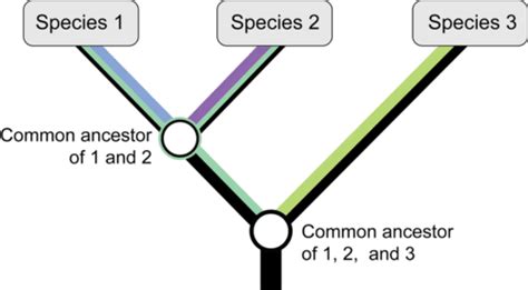 5 11 Phylogenetic Classification Biology Libretexts