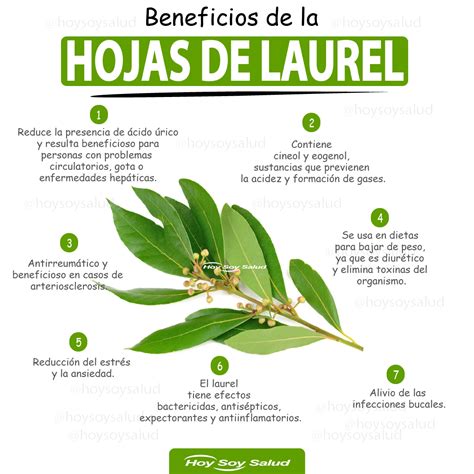 Beneficios Y Propiedades Saludables De La Hoja De Laurel Hoysoynet ️