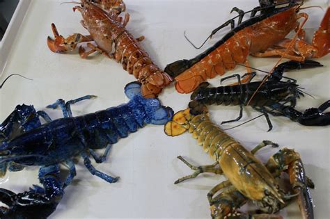 Types Of Lobsters Lobsters´ Types And Their Main Characteristics