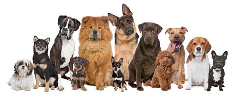 Can You Name All Of The 344 Dog Breeds In The World